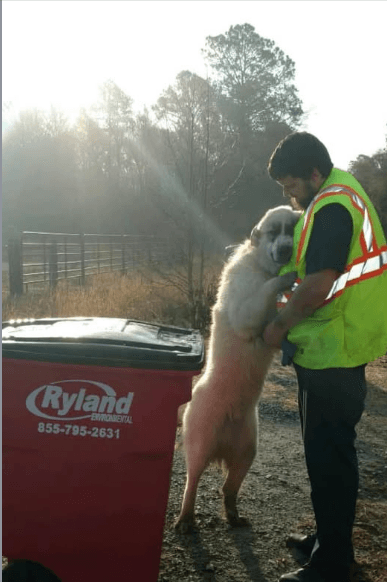 Ryland Environmental driver greeting a friendly dog next to a red Ryland trash cart
